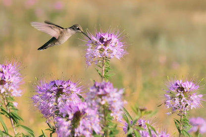 100 Rocky Mountain BEE PLANT Cleome Serrulata Flower Seeds