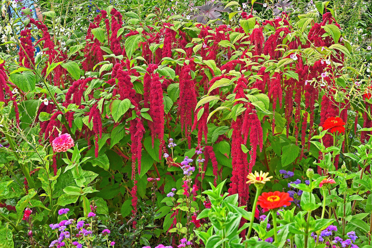 500 LOVE LIES BLEEDING Amaranthus Caudatus (Kiss Me Over The Garden Gate) Flower Seeds