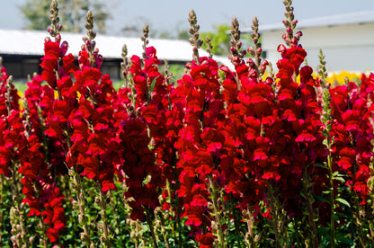 250 RUBY RED SNAPDRAGON Antirrhinum Majus Flower Seeds