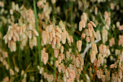 100 QUAKING GRASS (Rattlesnake Grass) Briza Maxima Seeds