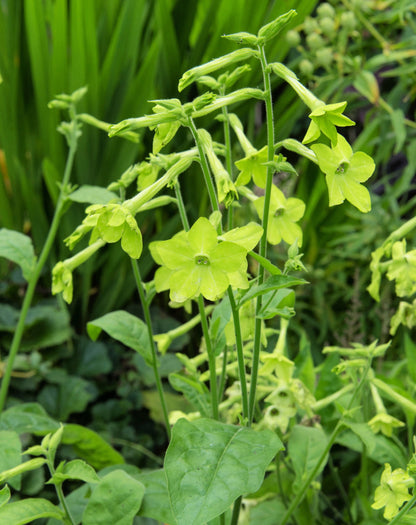 100 LIME GREEN NICOTIANA Alata Flowering Tobacco Seeds