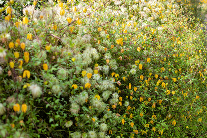 10 Yellow CLEMATIS RADAR LOVE Vine Climber Clematis Tangutica Flower Seeds