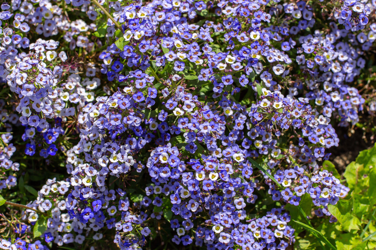 100 WONDERLAND BLUE ALYSSUM Lobularia Maritima Flower Seeds