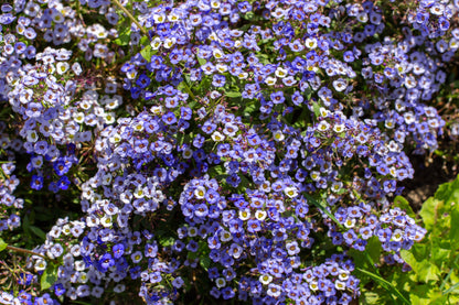 100 WONDERLAND BLUE ALYSSUM Lobularia Maritima Flower Seeds