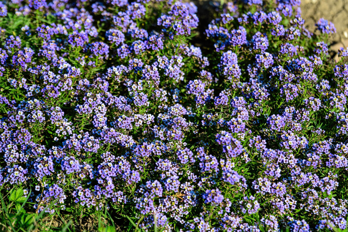 100 WONDERLAND BLUE ALYSSUM Lobularia Maritima Flower Seeds