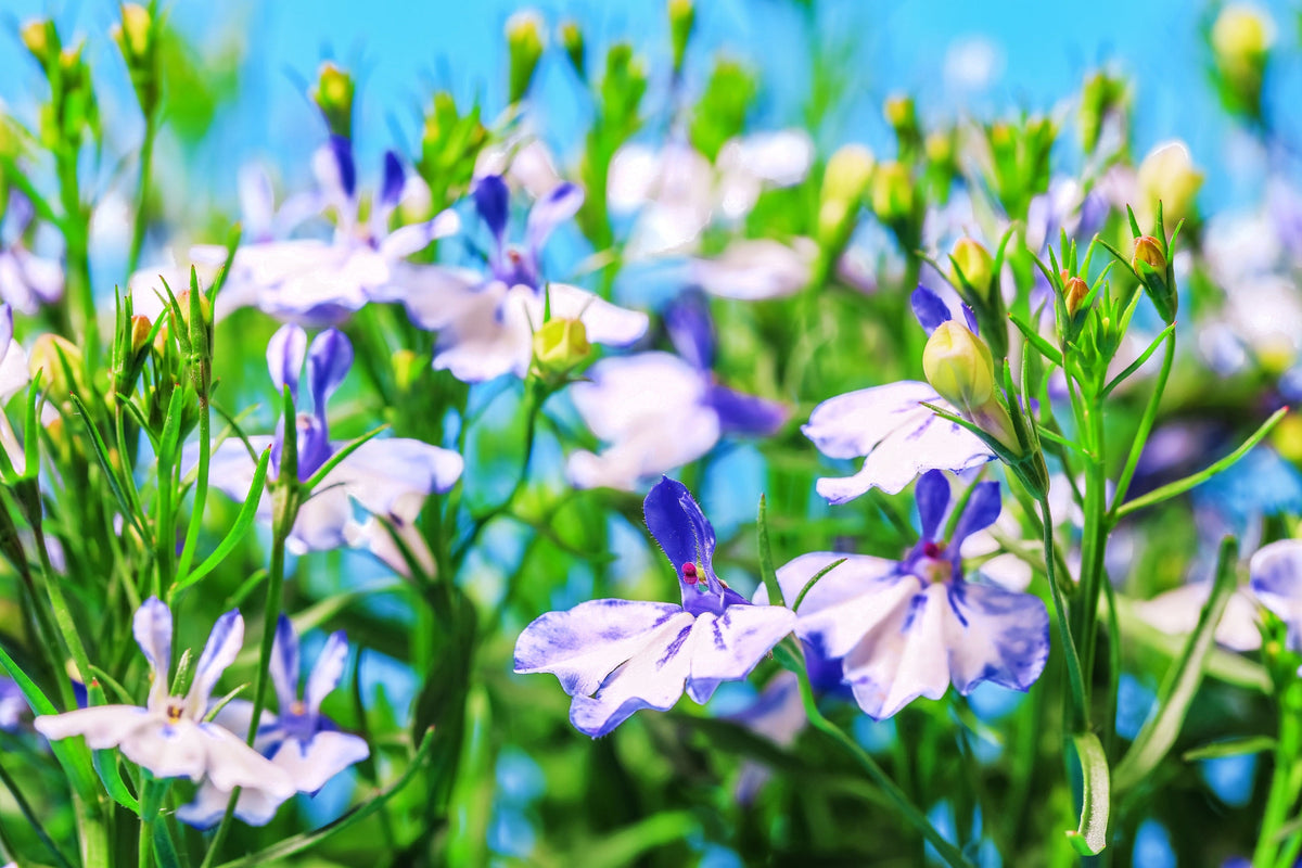 200 BLUE SPLASH LOBELIA Regatta Blue & White Erinus Flower Seeds