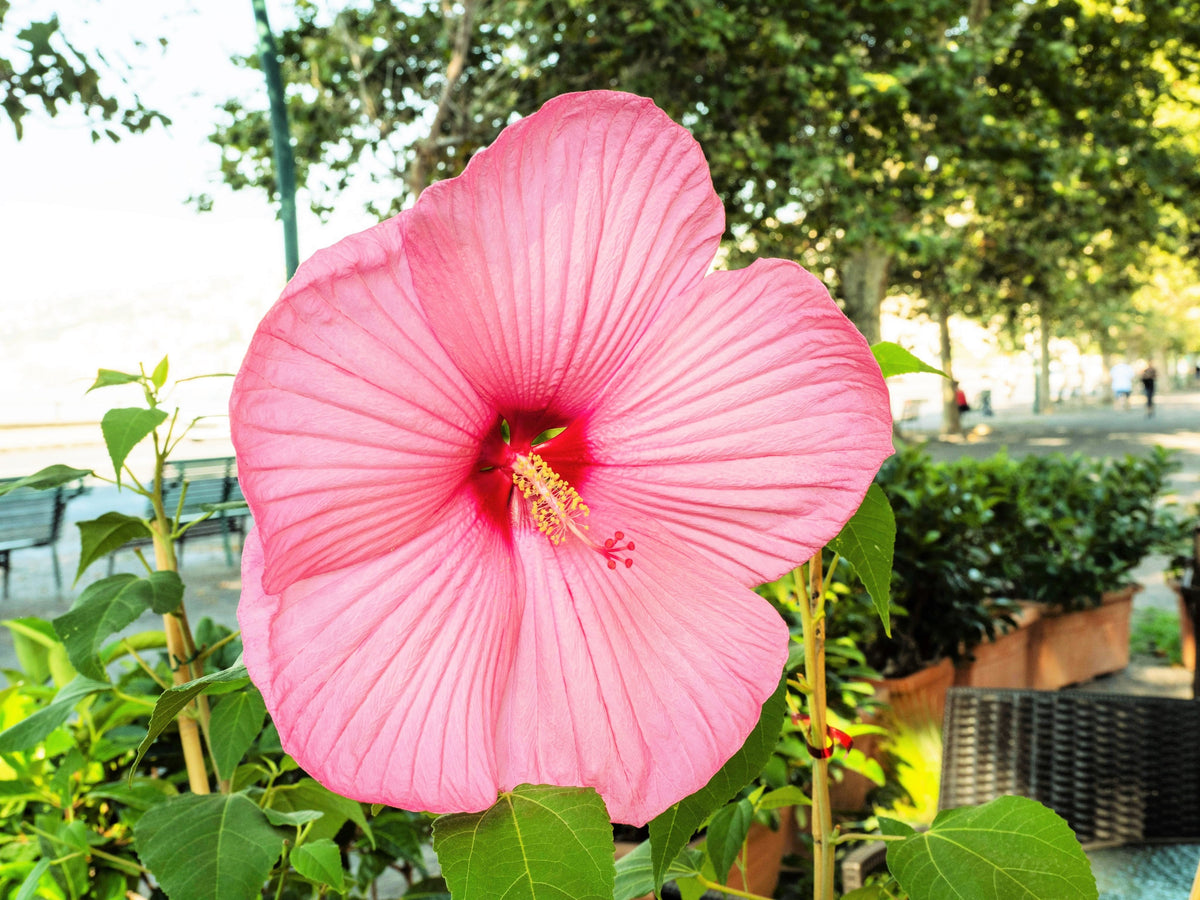 25 MIXED LUNA HIBISCUS Moscheutos Hardy Mixed Colors - Red, Hot Pink, Pink & White Swirl, and White Flower Seeds