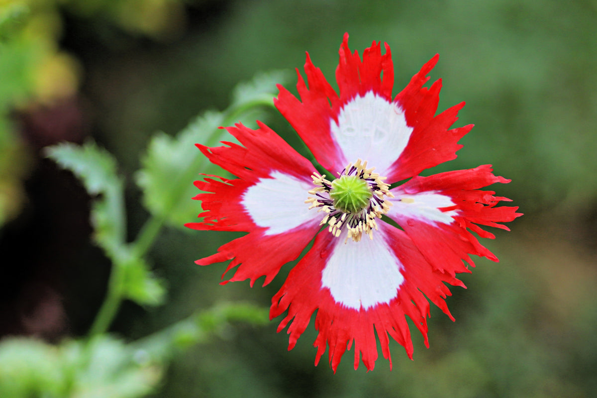 500 DANISH FLAG POPPY Red & White Queens Poppy Papaver Somniferum Danebrog Flower Seeds