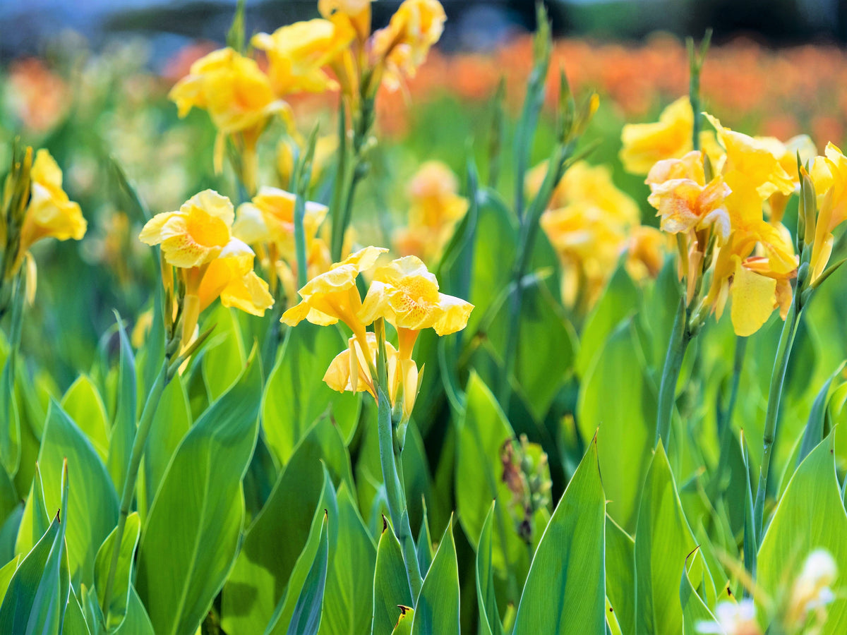 5 YELLOW CANNA LILY Indian Shot Canna Indica Flower Seeds