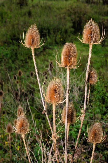 75 FULLERS TEASEL Indian Teasel Dipsacus Sativus White Flower Herb Seeds