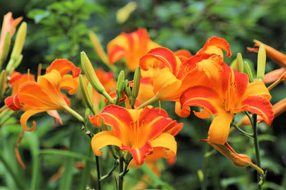 10 MIXED COLORS DAYLILY Hemerocallis Day Lily Fine Mix Red Purple Flower Seeds