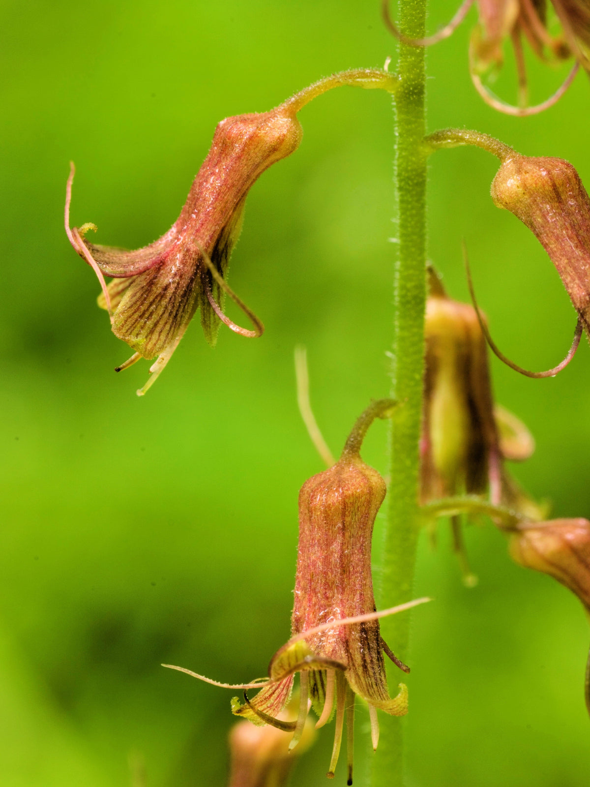 100 PIGGYBACK Plant YOUTH On AGE Tolmiea Thousand Mothers Menziesii Flower Seeds