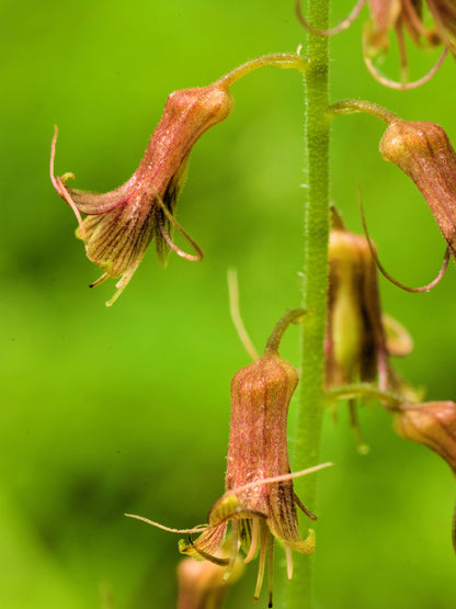 100 PIGGYBACK Plant YOUTH On AGE Tolmiea Thousand Mothers Menziesii Flower Seeds