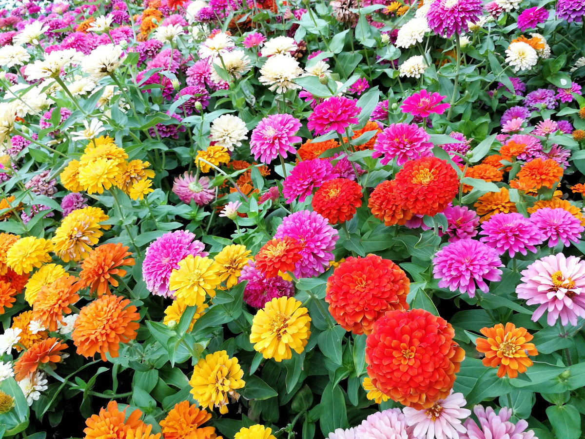500 Mixed Colors CALIFORNIA GIANT ZINNIA Elegans Flower Seeds