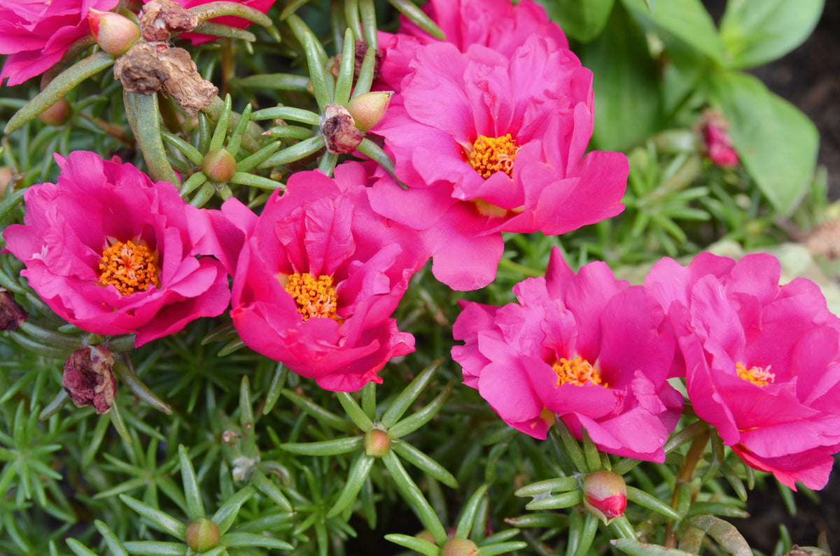 100 Pink PORTULACA Grandiflora / MOSS ROSE Flower Seeds