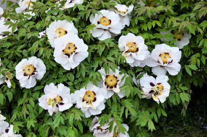 10 TREE PEONY Mountain Paeony Paeonia Suffruticosa Arborea Mixed Colors Red Pink White Purple Yellow Bicolor Flower Shrub Seeds