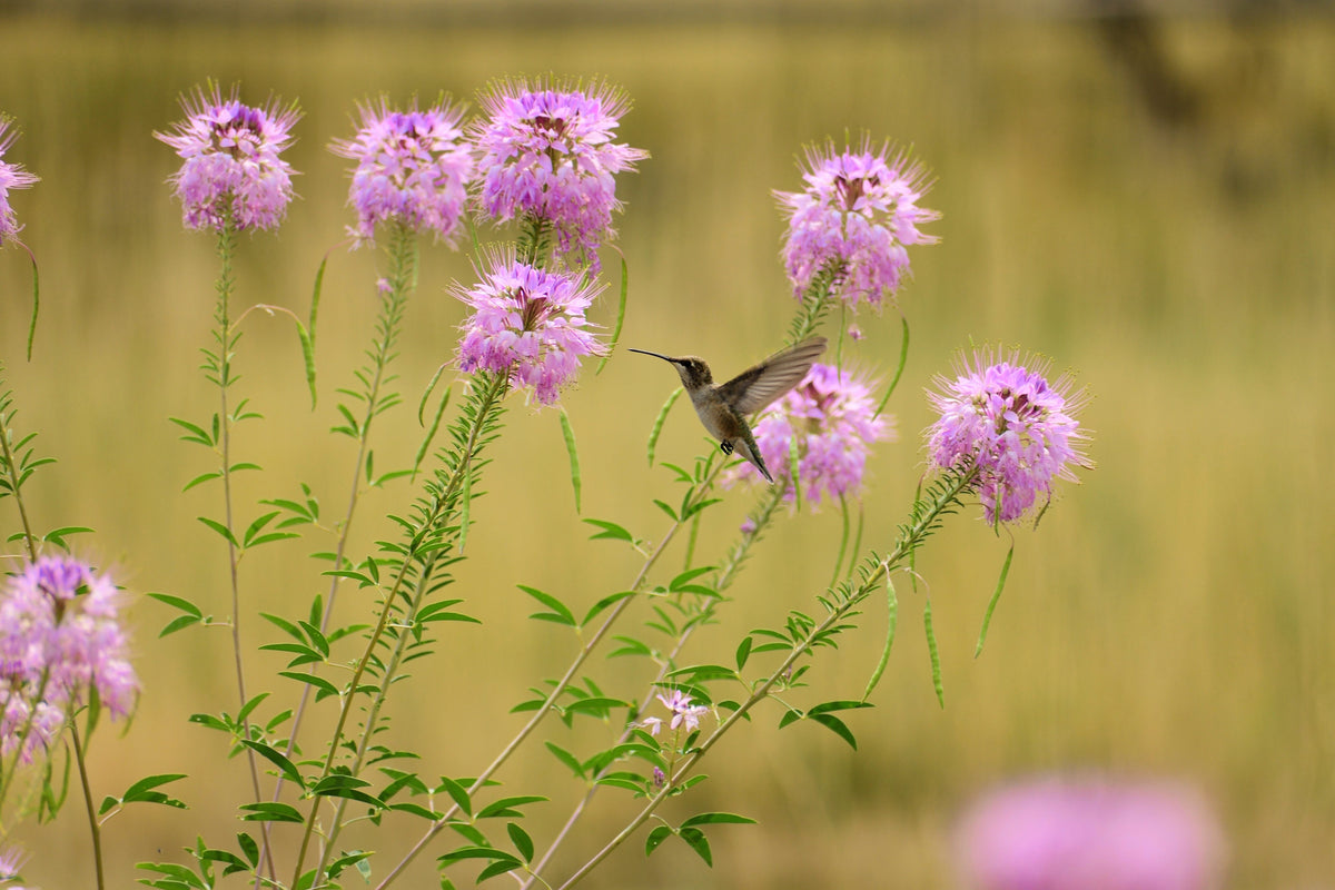 100 Rocky Mountain BEE PLANT Cleome Serrulata Flower Seeds