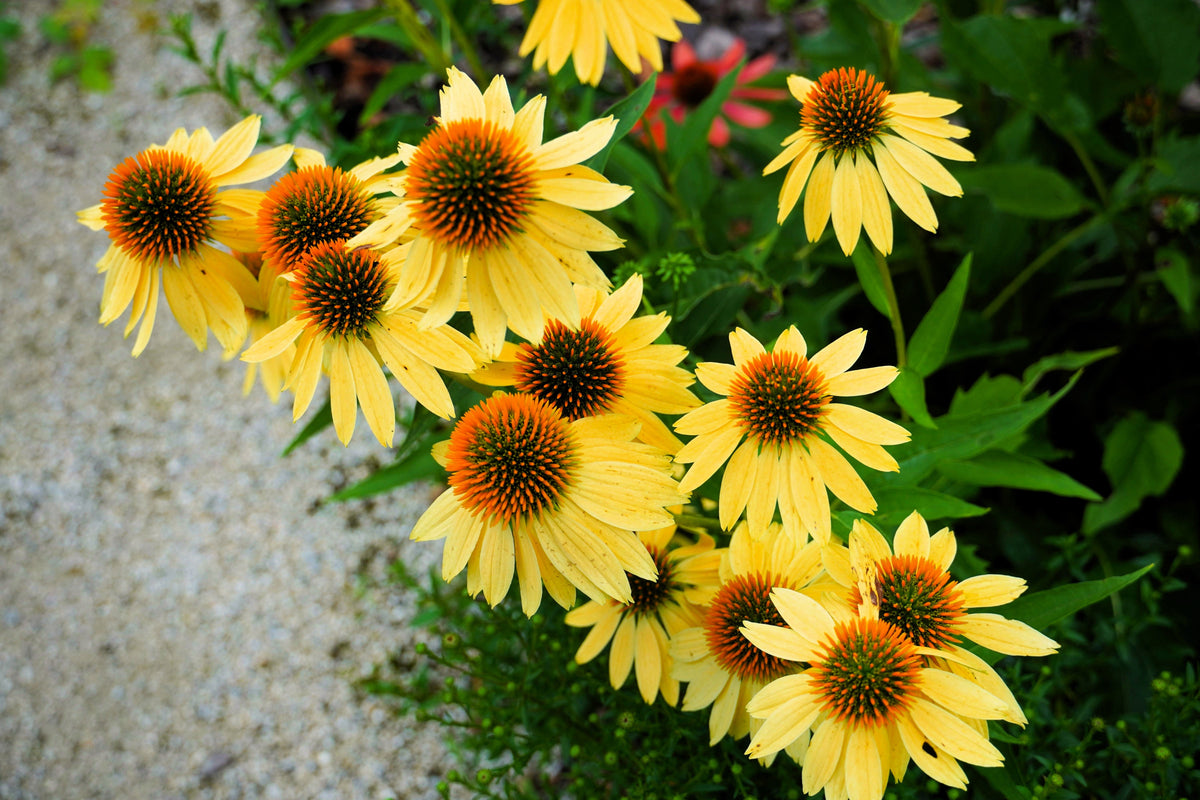 50 OZARK GOLD CONEFLOWER Echinacea Paradoxa Yellow Bush's Coneflower Flower Seeds