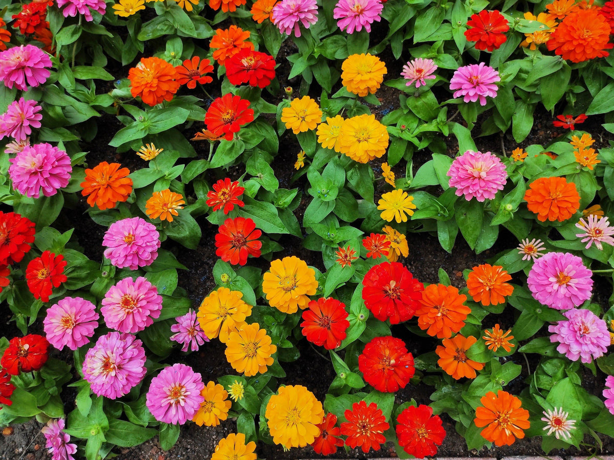 500 Mixed Colors CALIFORNIA GIANT ZINNIA Elegans Flower Seeds