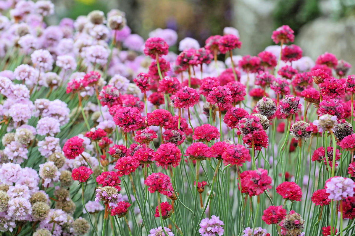 50 SEA THRIFT Armeria Maritima California Sea Pink Cliff Rose Cushion Pink Lavender Native Maritime Flower Seeds