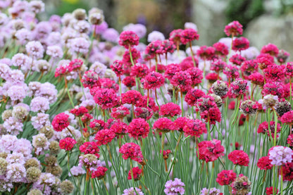 50 SEA THRIFT Armeria Maritima California Sea Pink Cliff Rose Cushion Pink Lavender Native Maritime Flower Seeds
