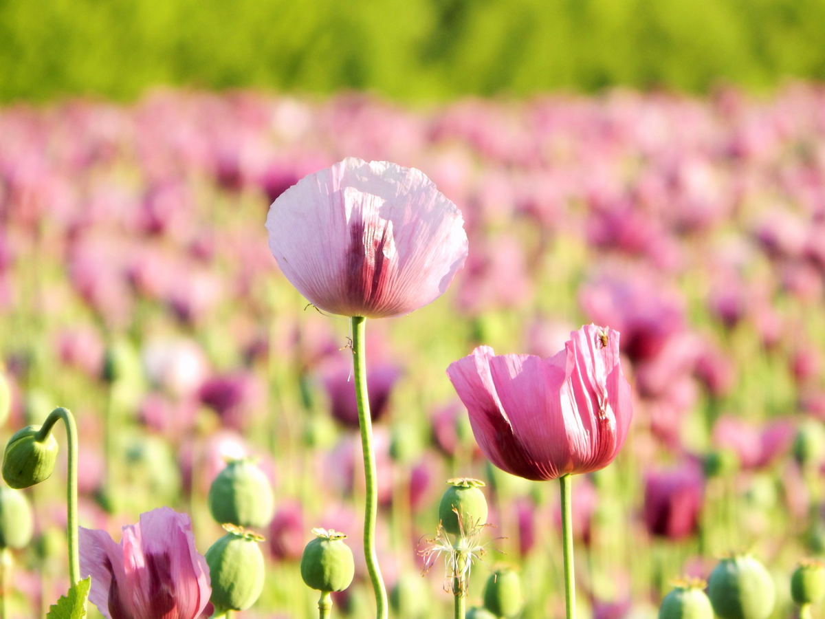 200 AFGHAN RESELECTED Blue POPPY Mixed Colors Papaver Somniferum Setigerum Pink Purple White Flower Seeds