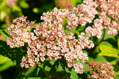 50 Easter Bonnet PEACH ALYSSUM Lobularia Maritima Hummingbird Flower Seeds