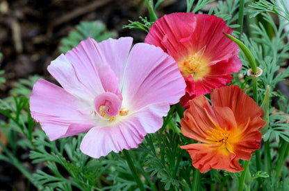 1000 MIXED Colors CALIFORNIA POPPY (Ballerina / Mission Bells) Eschscholzia Californica Flower Seeds