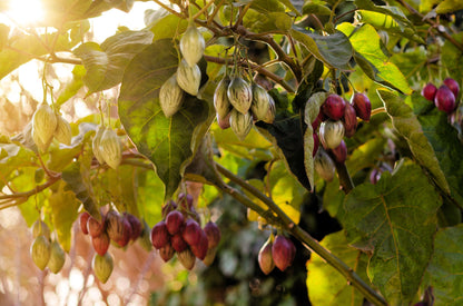 10 TAMARILLO / TREE TOMATO Cyphomandra Betacea Solanum Fruit Tree Seeds