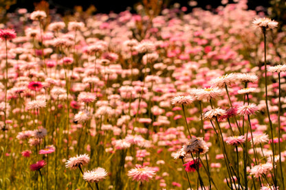 100 APRICOT & PEACH STRAWFLOWER Organic Mix Coral Paper Daisy Helichrysum Xerochrysum Bracteatum Flower Seeds