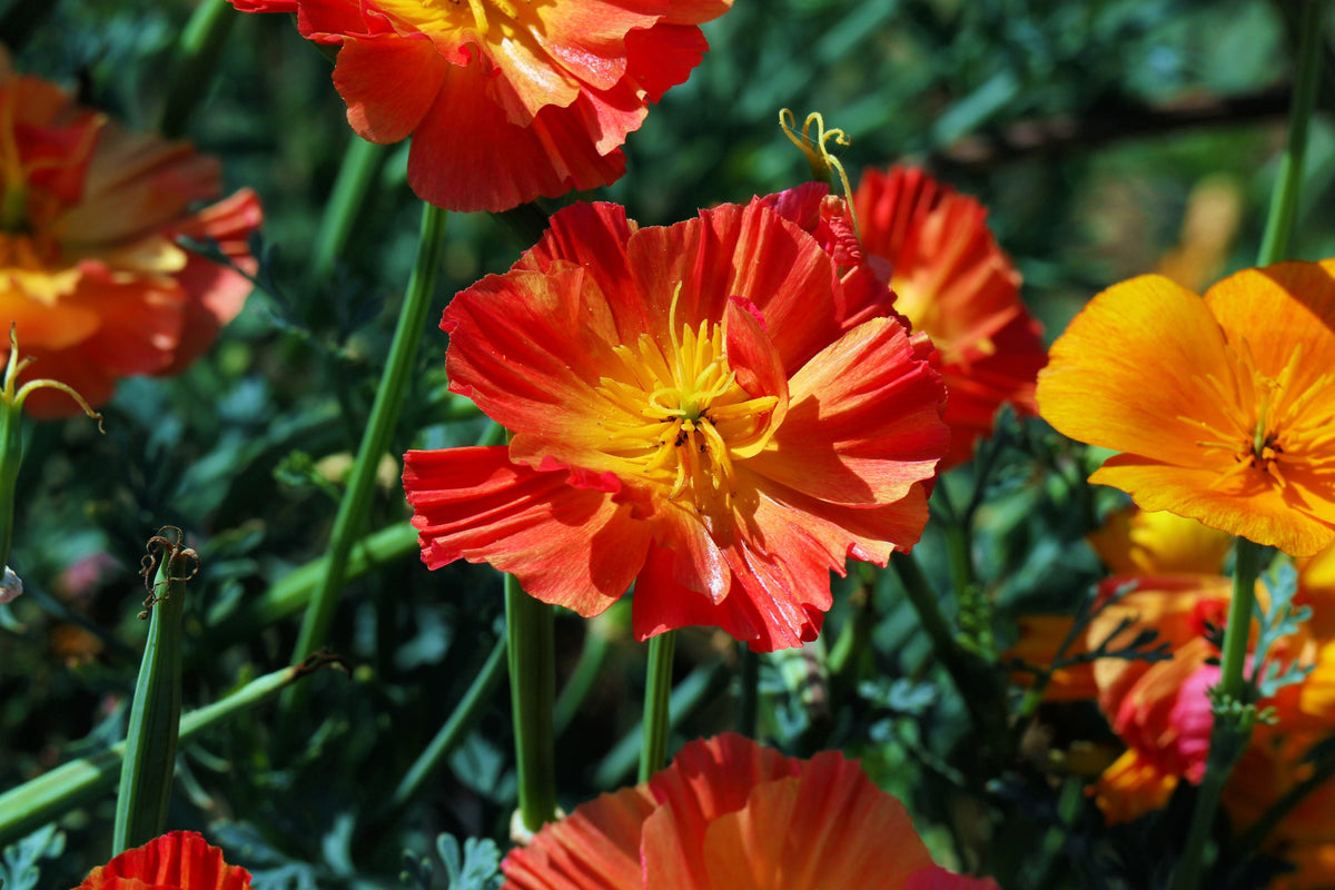 1500 MIKADO POPPY Red Orange California Poppy Flower Eschscholzia Californica Seeds