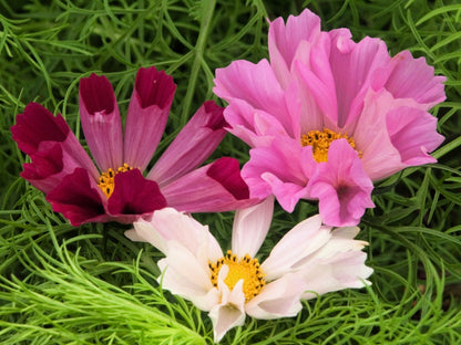 200 COSMOS SEASHELLS Cosmos Bipinnatus Sea Shells Flower Seeds