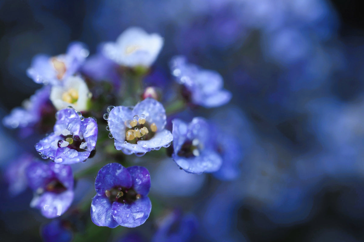 100 WONDERLAND BLUE ALYSSUM Lobularia Maritima Flower Seeds