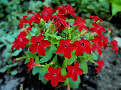 100 Red CRIMSON KING NICOTIANA (Ornamental Flowering Tobacco) Nicotiana Affinis Flower Seeds
