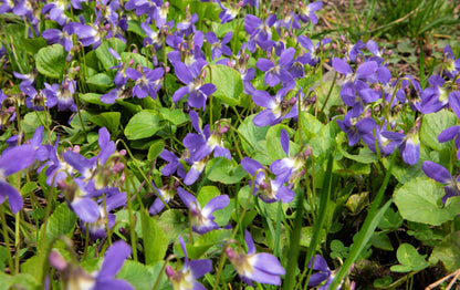 100 PRAIRIE VIOLET PURPLE Viola Pedatifida Palmata Flower Seeds