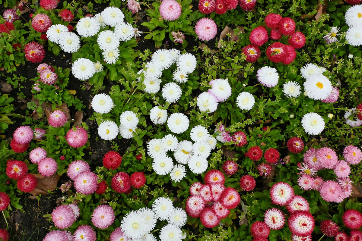 100 MIXED Colors ENGLISH DAISY Bellis Perennis Flower Seeds