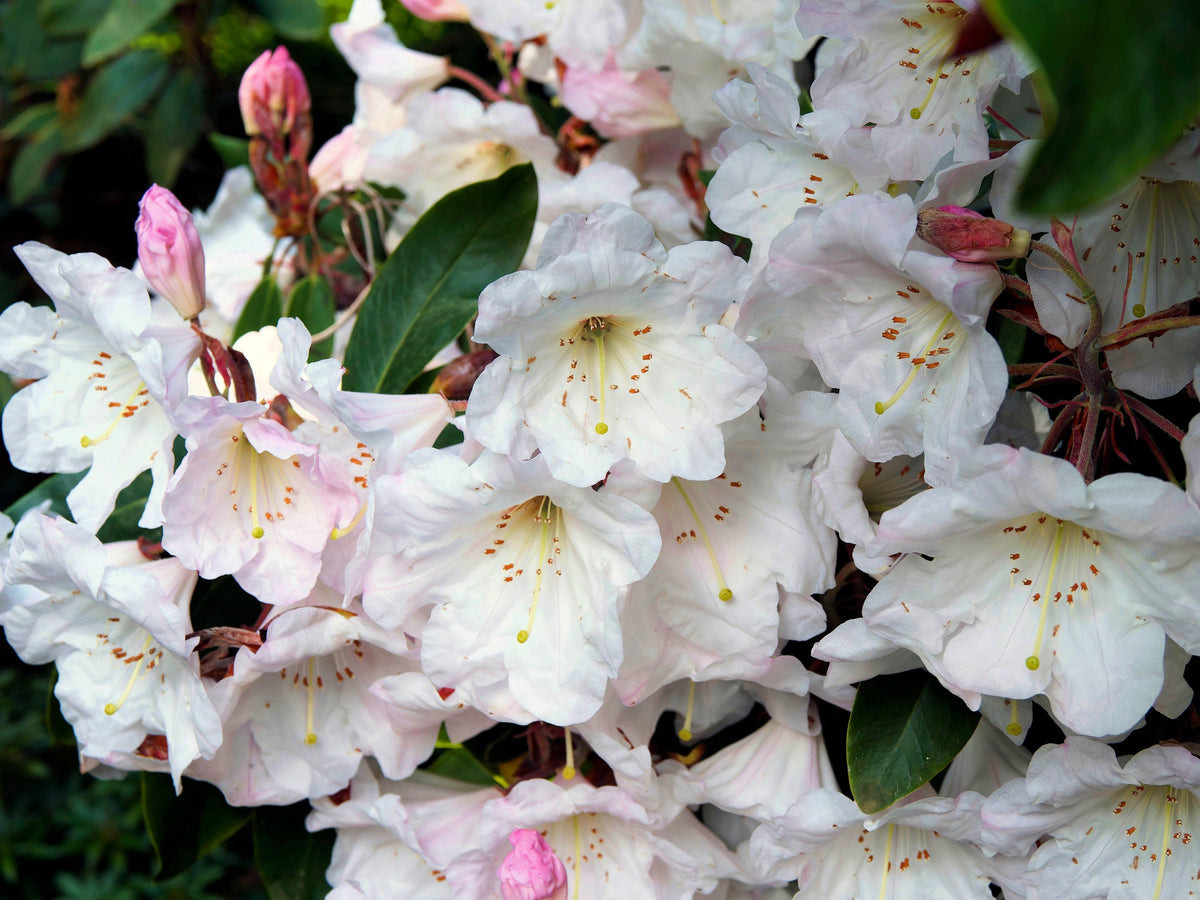 50 FORTUNE RHODODENDRON Fortunei Shrub Rose Pink Mauve White Flower Seeds