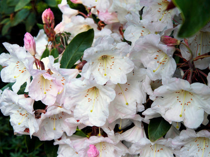 50 FORTUNE RHODODENDRON Fortunei Shrub Rose Pink Mauve White Flower Seeds