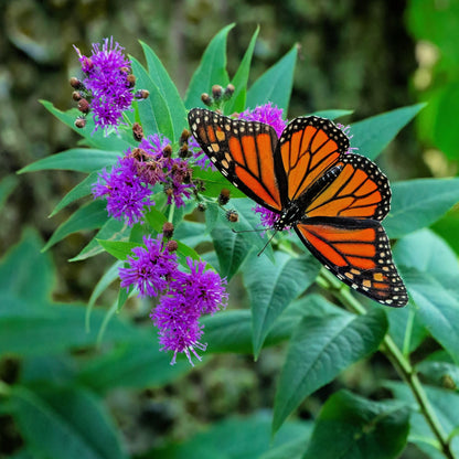 250 PURPLE IRONWEED Prairie Vernonia Fasciculata Flower Seeds