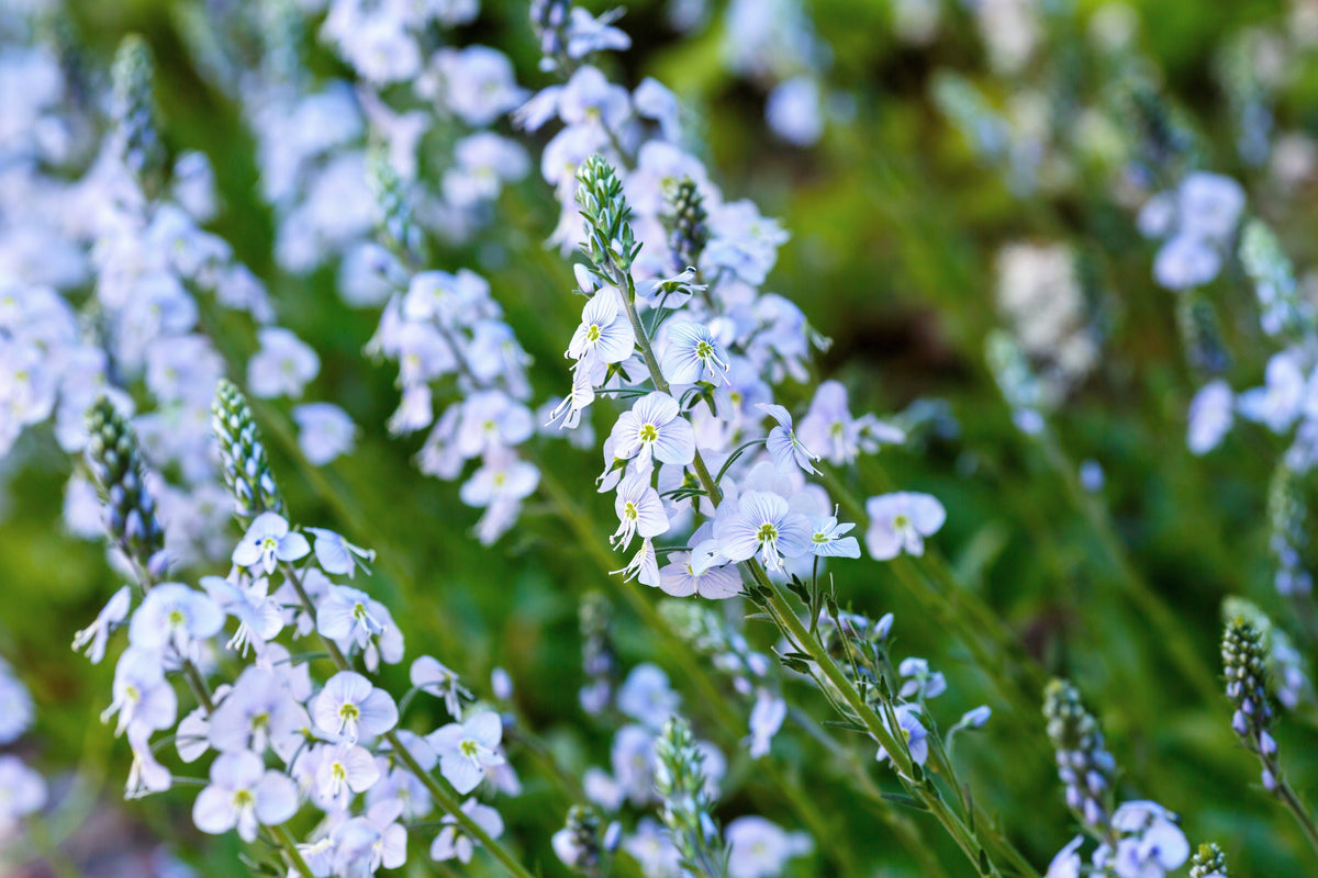 25 BLUE STREAK SPEEDWELL Veronica Gentianoides Flower Seeds