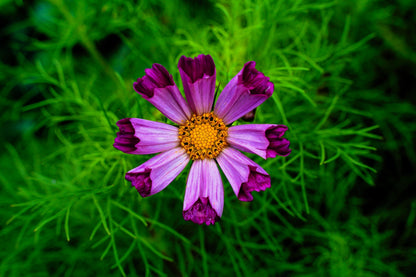 200 COSMOS SEASHELLS Cosmos Bipinnatus Sea Shells Flower Seeds