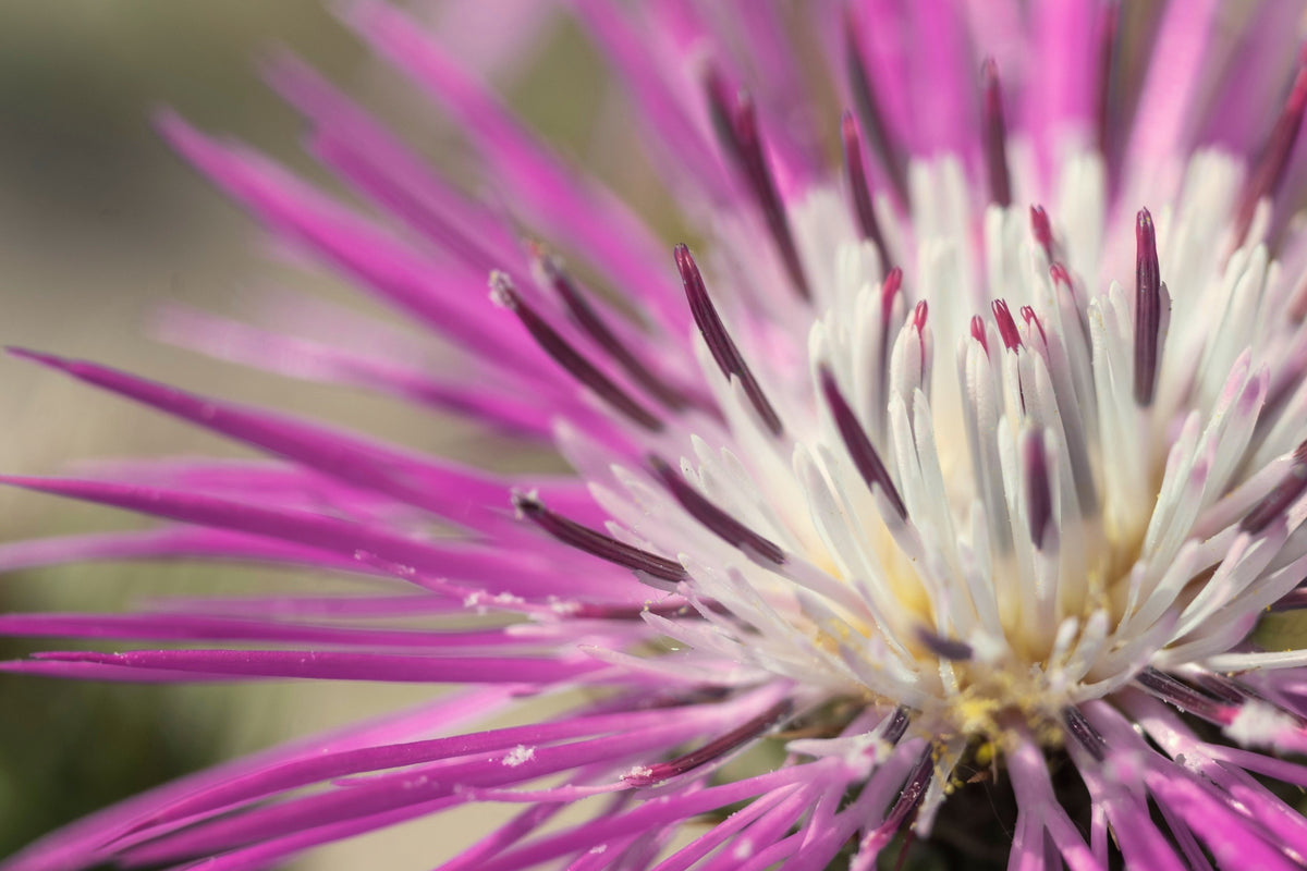 25 AMERICAN ROSE (Centaurea Aloha / American Starflower / American Basket Flower / America Starthistle) Centaurea Americana Flower Seeds