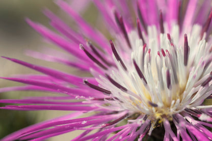 25 AMERICAN ROSE (Centaurea Aloha / American Starflower / American Basket Flower / America Starthistle) Centaurea Americana Flower Seeds