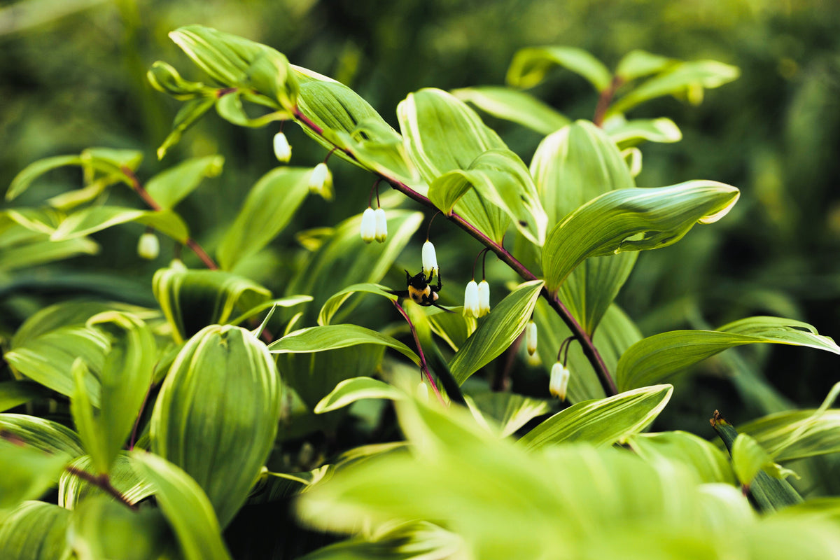 15 Variegated SOLOMONS SEAL Polygonatum Biflorum Canaliculatum Flower Seeds