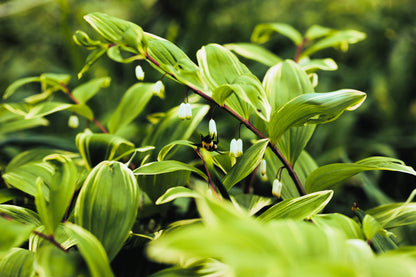 15 Variegated SOLOMONS SEAL Polygonatum Biflorum Canaliculatum Flower Seeds