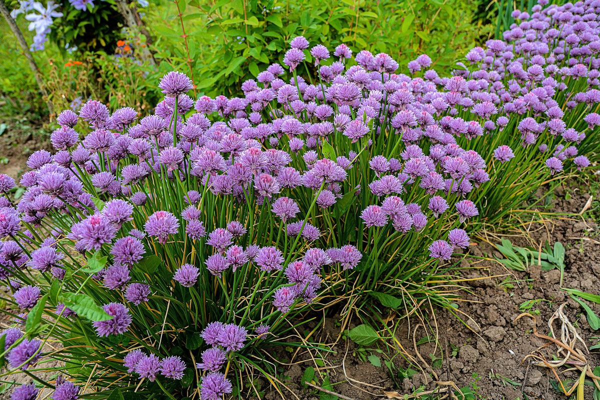 500 CHIVE Allium Schoenoprasum Vegetable Seeds