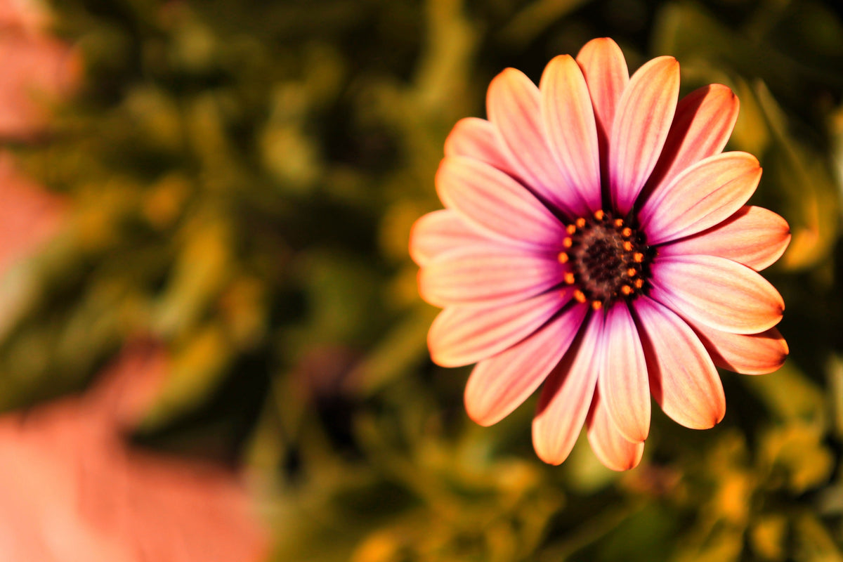 25 SALMON AFRICAN DAISY Dimorphotheca Sinuata Apricot Flower Seeds