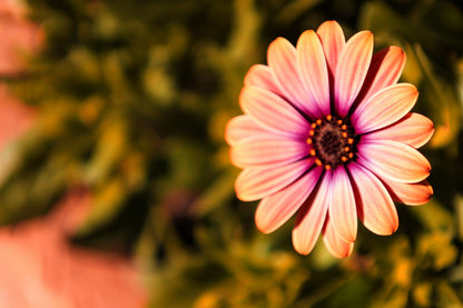 25 SALMON AFRICAN DAISY Dimorphotheca Sinuata Apricot Flower Seeds