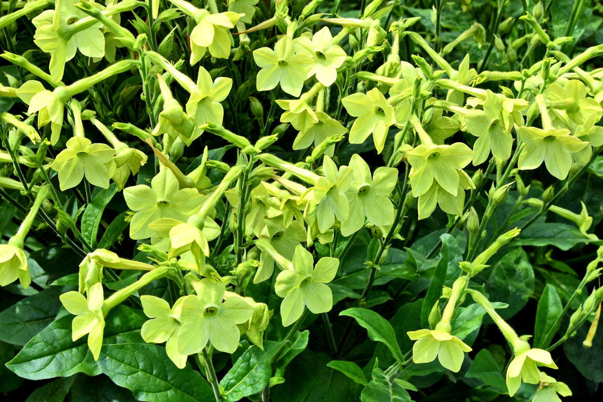 100 Heirloom MIXED COLORS NICOTIANA (Ornamental Flowering Tobacco) Nicotiana Alata Flower Seeds