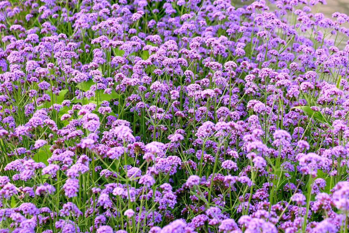 150 BUENOS AIRES VERBENA Brazilian Purple Bonariensis Patagonica Flower Seeds